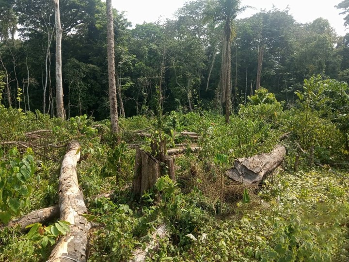 Champ nouvellement créé avec la présence de bananiers plantain et de jeunes pousses de cacaoyer dans le village Ndock-Tiba. Image utilisé avec l’aimable autorisation de CODED.