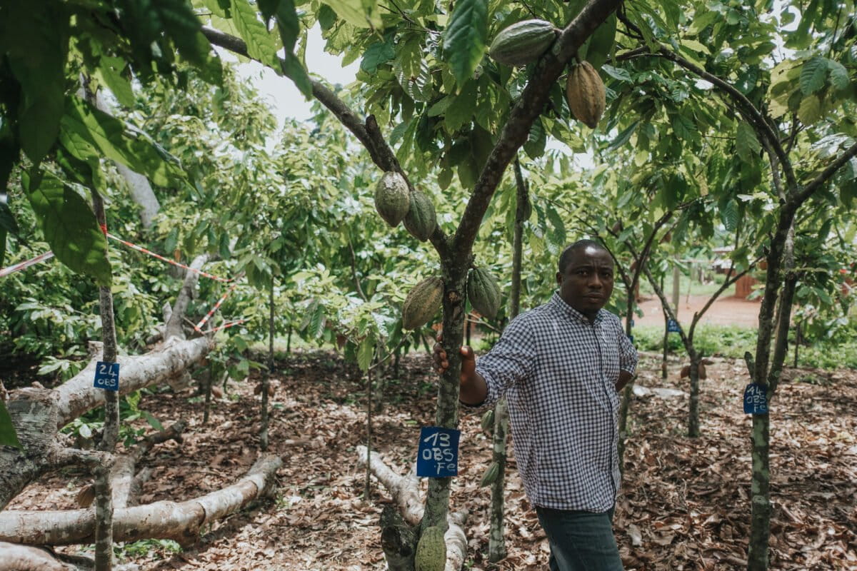 Le gouvernement camerounais a assuré que presque touts les bassins cacaoyers et café sont couverts par les dispositifs de géolocalisation et de traçabilité, mais des études comme celle de Mighty Earth révèlent des insuffisances. Image de Ollivier Girard/CIFOR via Flickr (CC BY-NC-ND 2.0)