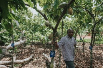 Le gouvernement camerounais a assuré que presque touts les bassins cacaoyers et café sont couverts par les dispositifs de géolocalisation et de traçabilité, mais des études comme celle de Mighty Earth révèlent des insuffisances. Image de Ollivier Girard/CIFOR via Flickr (CC BY-NC-ND 2.0)