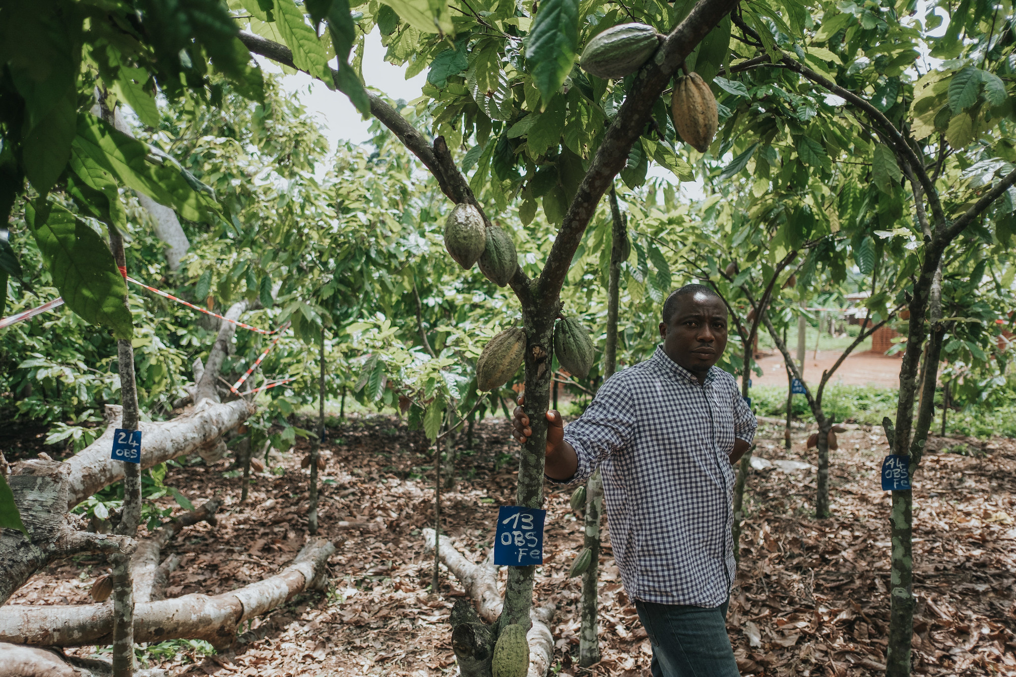 Le gouvernement camerounais a assuré que presque touts les bassins cacaoyers et café sont couverts par les dispositifs de géolocalisation et de traçabilité, mais des études comme celle de Mighty Earth révèlent des insuffisances. Image de Ollivier Girard/CIFOR via Flickr (CC BY-NC-ND 2.0)