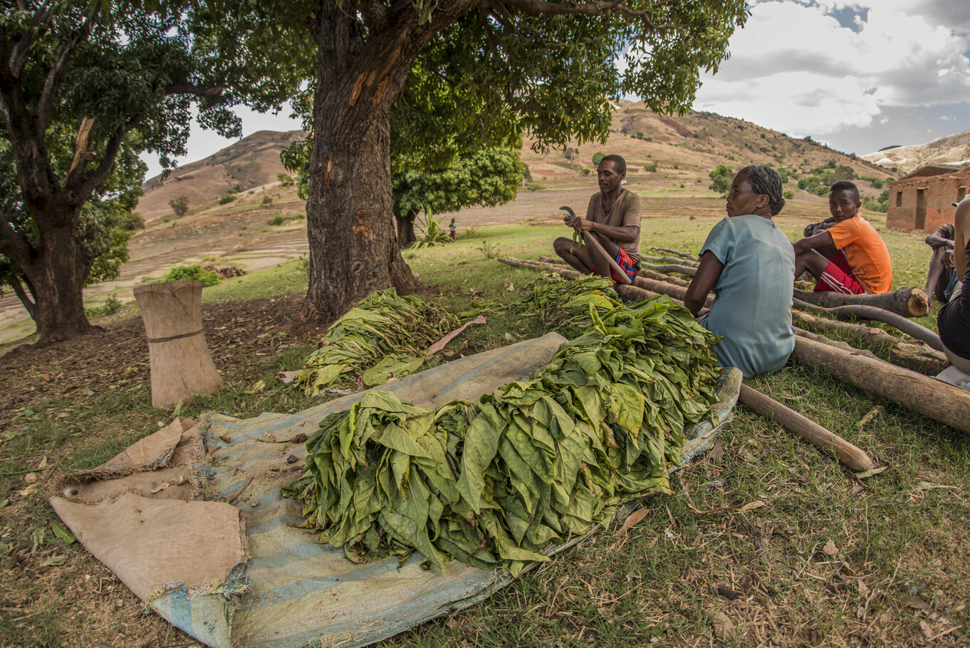 Villageois de l'une des localités autour d'Andringitra faisant sécher des feuilles de tabac. Image de Javier Lobón-Rovira avec son aimable autorisation.