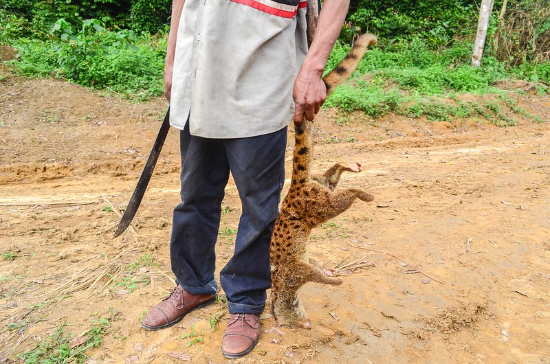 Un chasseur tenant en main un animal tué. Image de jbdodane en date de 05 janvier 2014 au Congo près de Makaga Sibiti via Flickr (CC BY-NC 2.0).