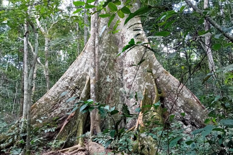 Le nouvel arbre appelé « atui » découvert dans la localité d’Ebogo, région du Centre du Cameroun. Image de Leonel Balla pour Mongabay.