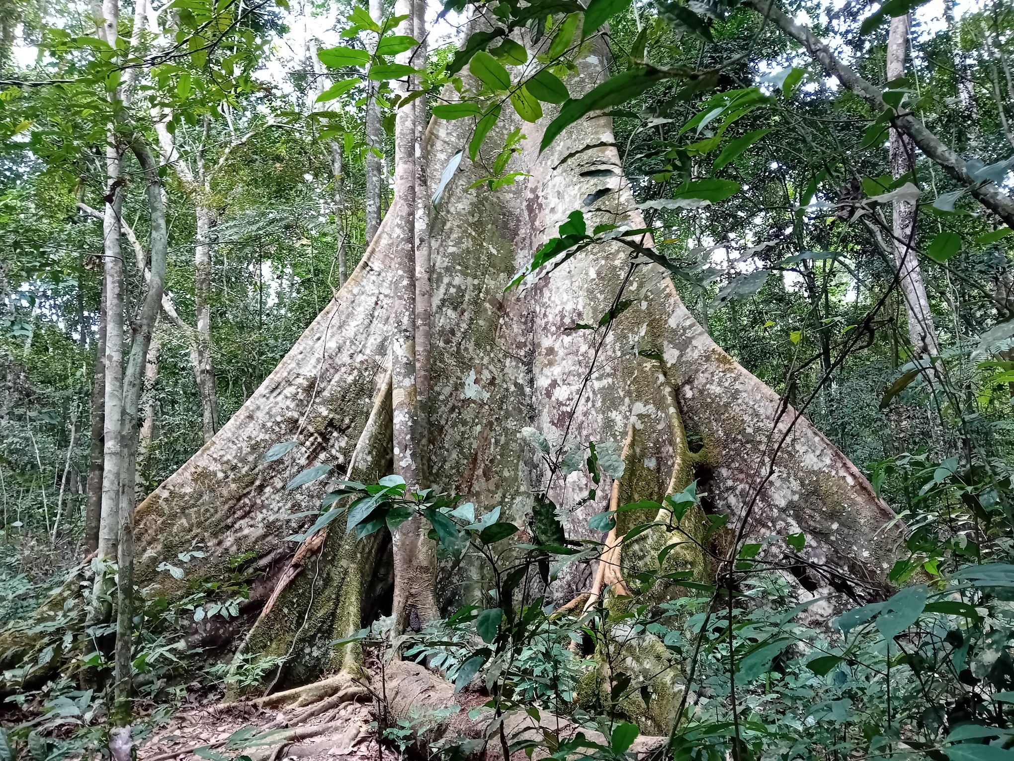 Le nouvel arbre appelé « atui » découvert dans la localité d’Ebogo, région du Centre du Cameroun. Image de Leonel Balla pour Mongabay.