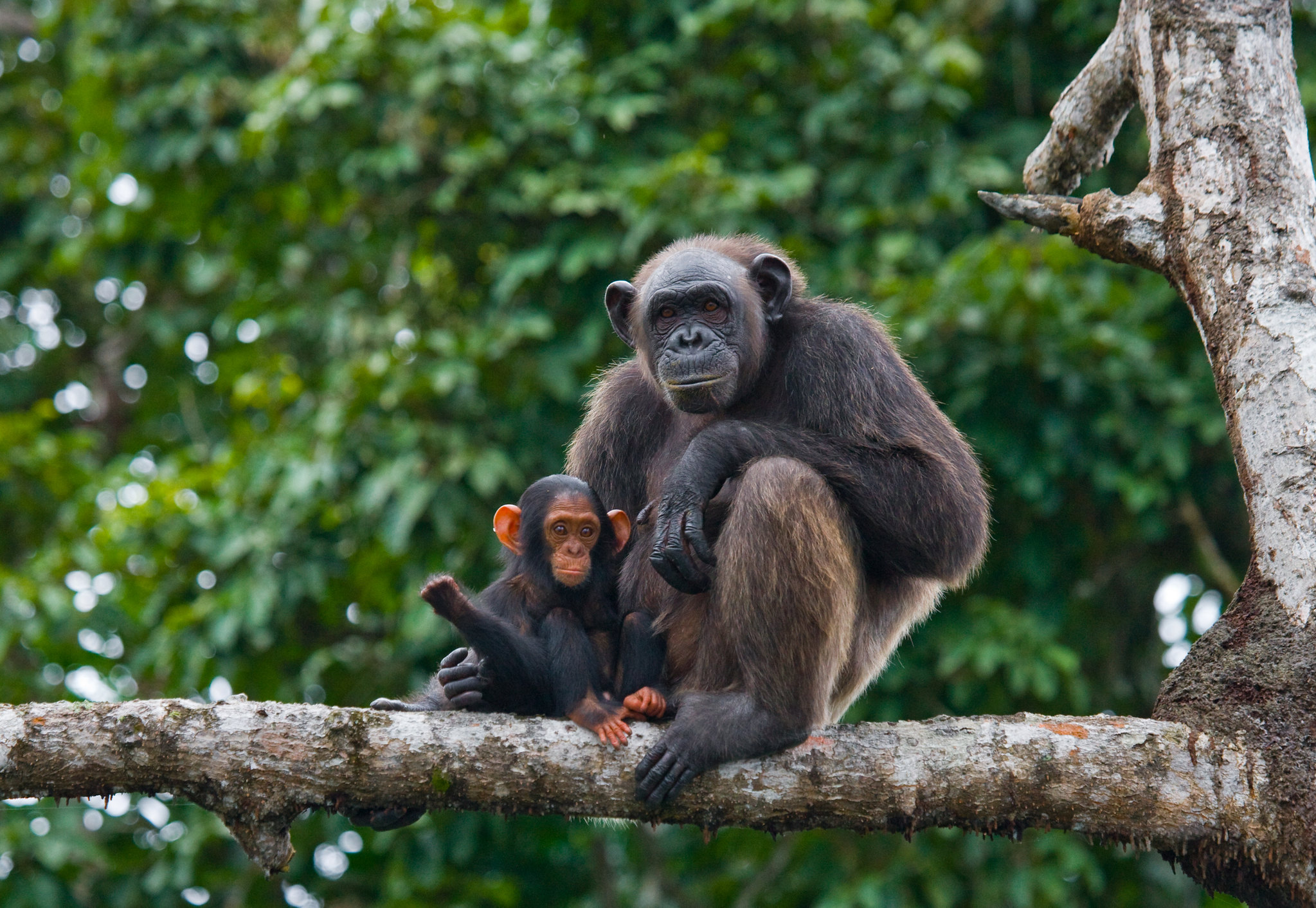 Le Parc national de Conkouati-Douli, qui partage sa frontière nord avec le Parc national de Mayumba au Gabon, abrite des populations importantes d'espèces sauvages menacées, dont des gorilles des plaines de l’Ouest et des chimpanzés communs comme cette femelle chimpanzé avec un bébé sur les mangroves de la Réserve de Conkouati-Douli, en République du Congo. Image de Maryleine via Flickr (CC BY-ND 2.0).