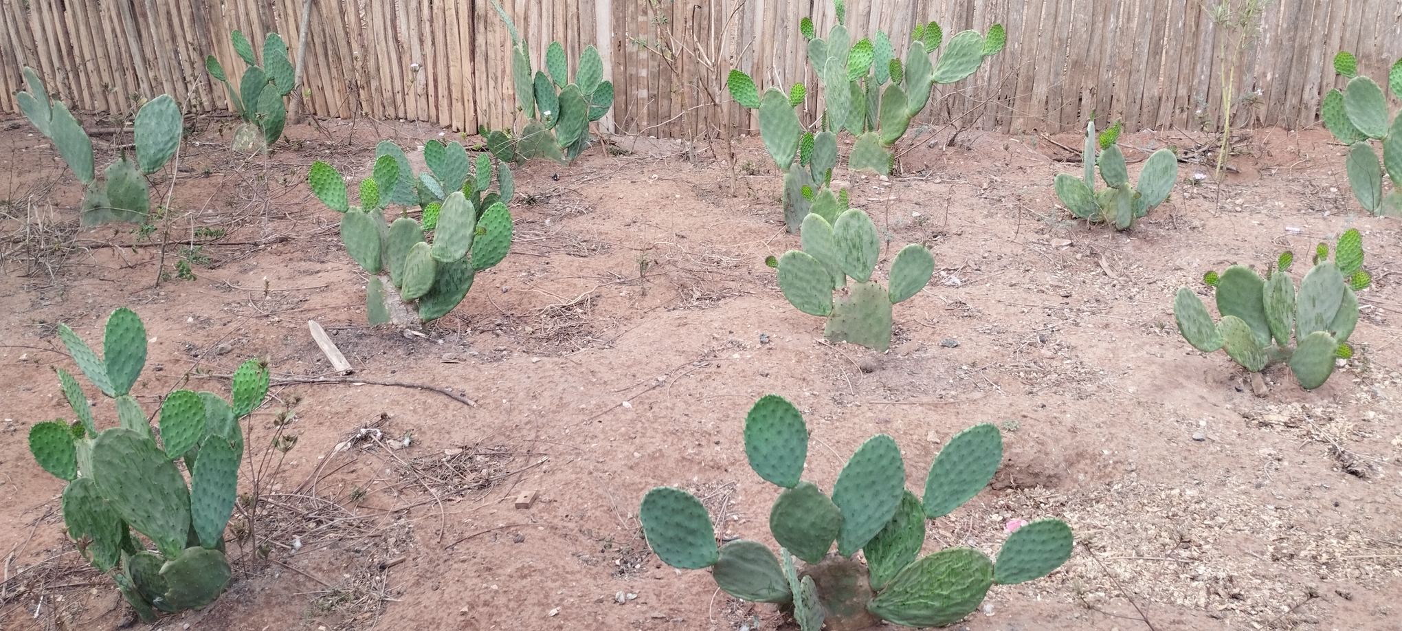 Le cactus Opuntia monacantha, qui pousse dans l'Androy, mais dont la population a été détruite par des cochenilles sciemment introduites par l'administration coloniale dans les années 1930. Image de Rivonala Razafison prise à Ambovombe Androy le 15 novembre 2022.