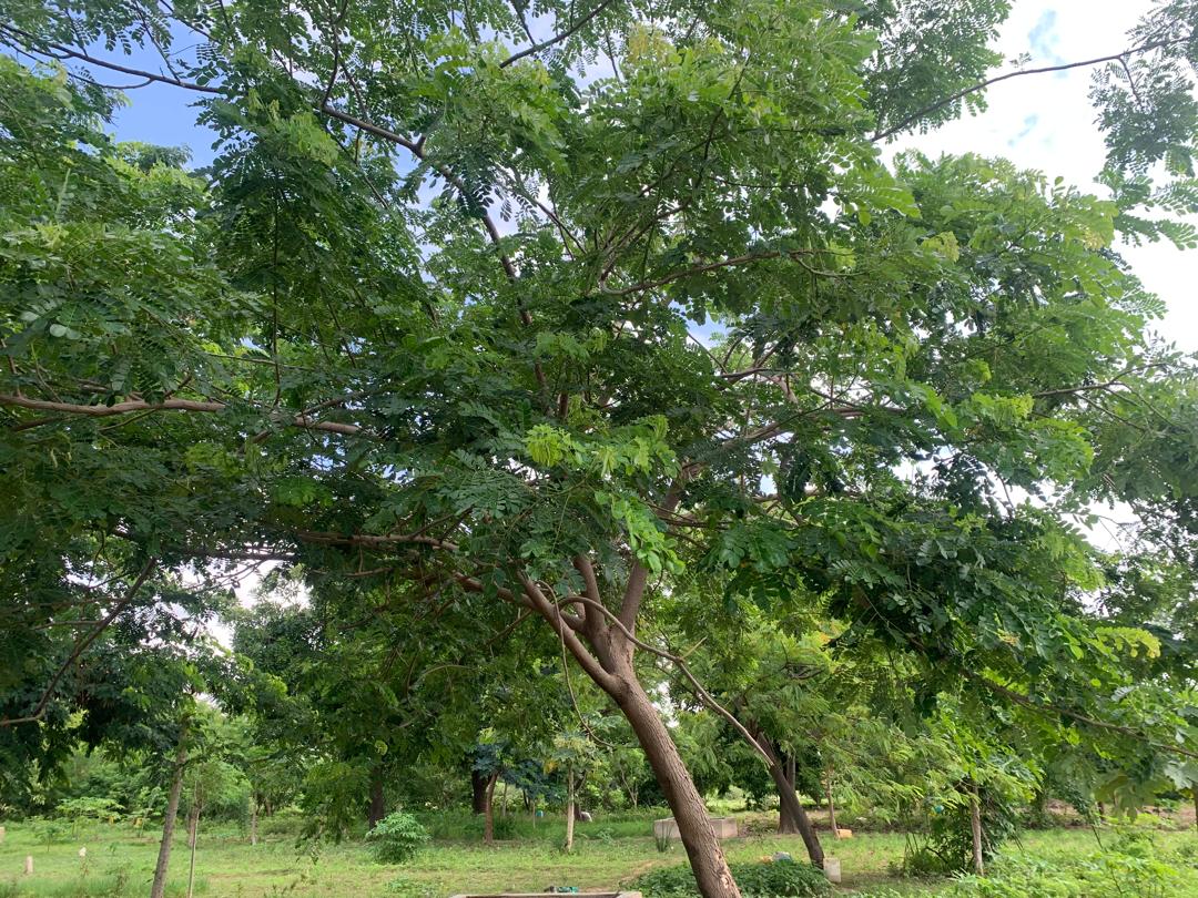 Gliricidia sepium, un arbre fertilitaire riche en potassium. Image d’Yvette Zongo pour Mongabay.