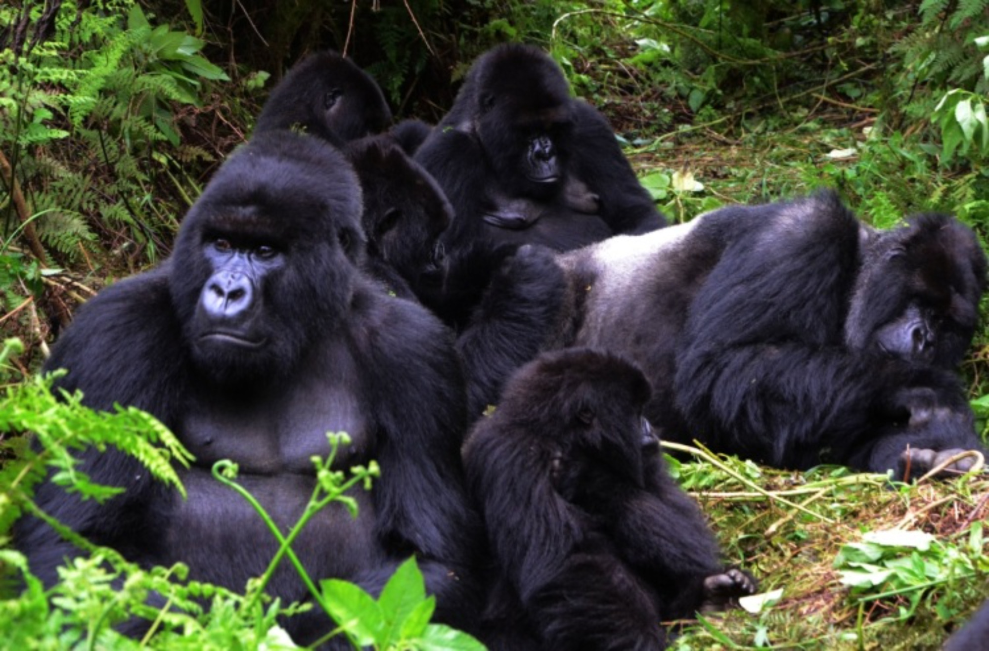 Quelques gorilles de montagne du groupe SUSA dans le Parc national des volcans au nord du Rwanda. Le nouveau plan de transformation vise reloger les fermiers pour élargir la superficie du parc. Image de Aimable Twahirwa pour Mongabay.