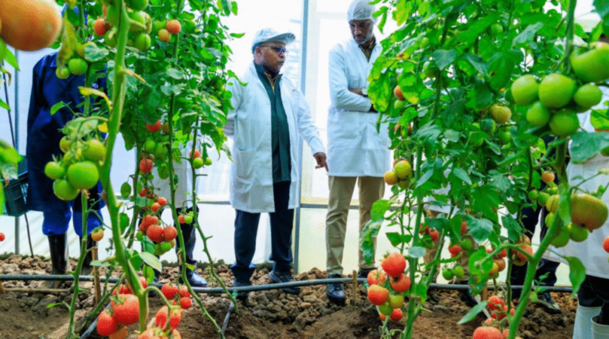 Baptisé « Kinigi Horticulture Hub », le projet couvre une superficie de 1 250 mètres carrés en périphérie du Parc national des volcans au nord du Rwanda. Image de Aimable Twahirwa pour Mongabay.