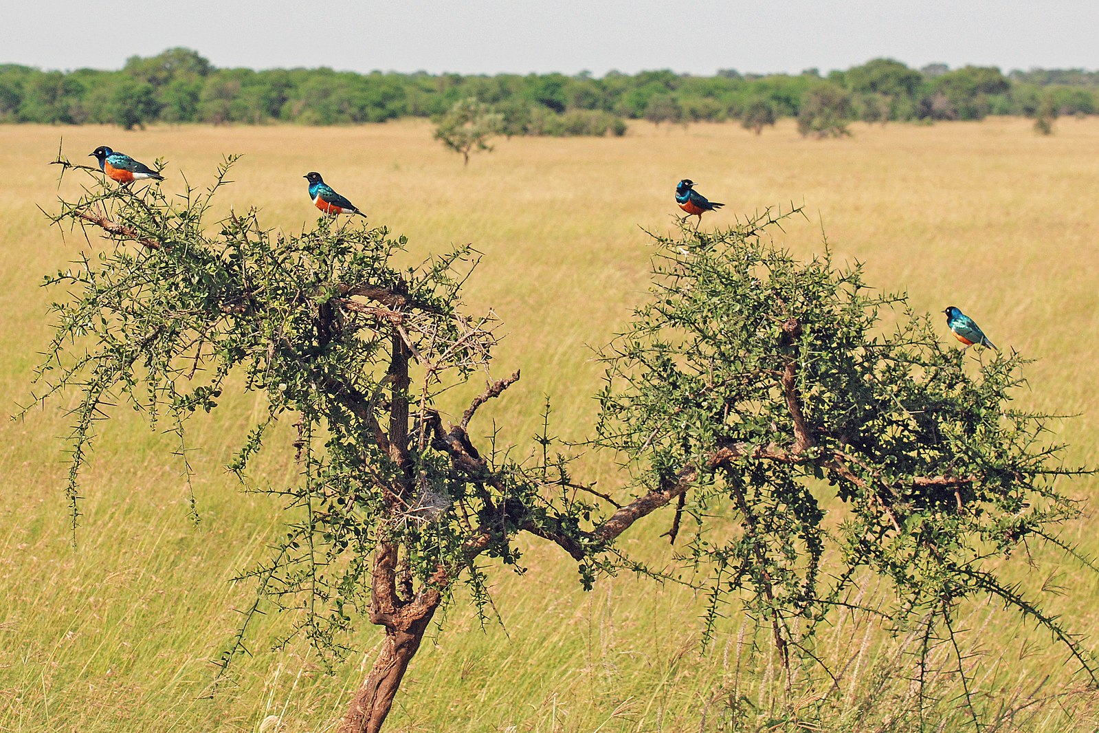 Le choucador superbe (Lamprotornis superbus) fait partie de la famille des étourneaux. On le trouve couramment en Afrique de l'Est. Image de Harvey Barrison from Massapequa, NY, USA via Wikimédia Commons (CC BY-SA 2.0).