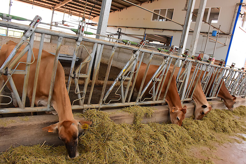 Au Rwanda, malgré les caprices climatiques, l’élevage au niveau des enclos et des pâturages aménagés contribue à l'amélioration des conditions de vie et aux moyens de subsistance des communautés locales comme ici à Nyagatare, un district situé dans le nord-est du Rwanda. Image de AimableTwahirwa.