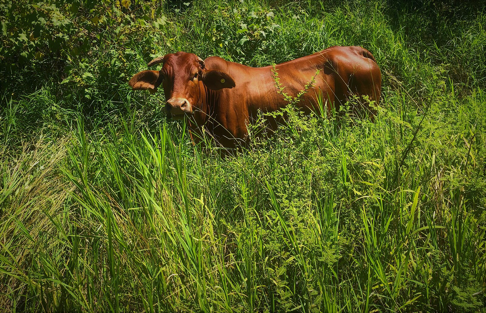 Une vache broute dans un pâturage luxuriant à Mmokolodi au Botswana. Image de Christian Baffyvia Wikimédia Commons CC BY-SA 4.0).
