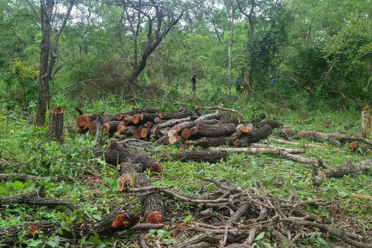 Condition d'exploitation des forêts naturelles par les charbonniers. Image de Padonou Dotou via Wikimédia Commons (CC BY-SA 4.0).