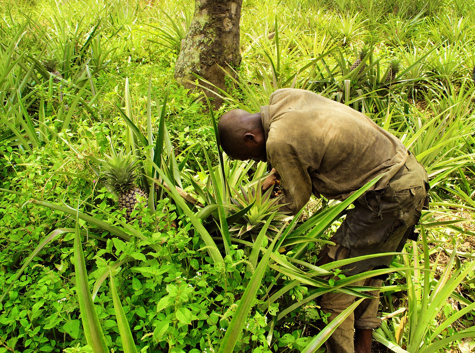 Un agriculteur de la région de Kananga, dans la région du Kasaï, en République démocratique du Congo, ravagée par la guerre, récolte laborieusement les fruits mûrs à l'aide d'un couteau semblable à une machette. Image de Muhammad Wasi via Wikimédia Commons (CC BY-SA 4.0).