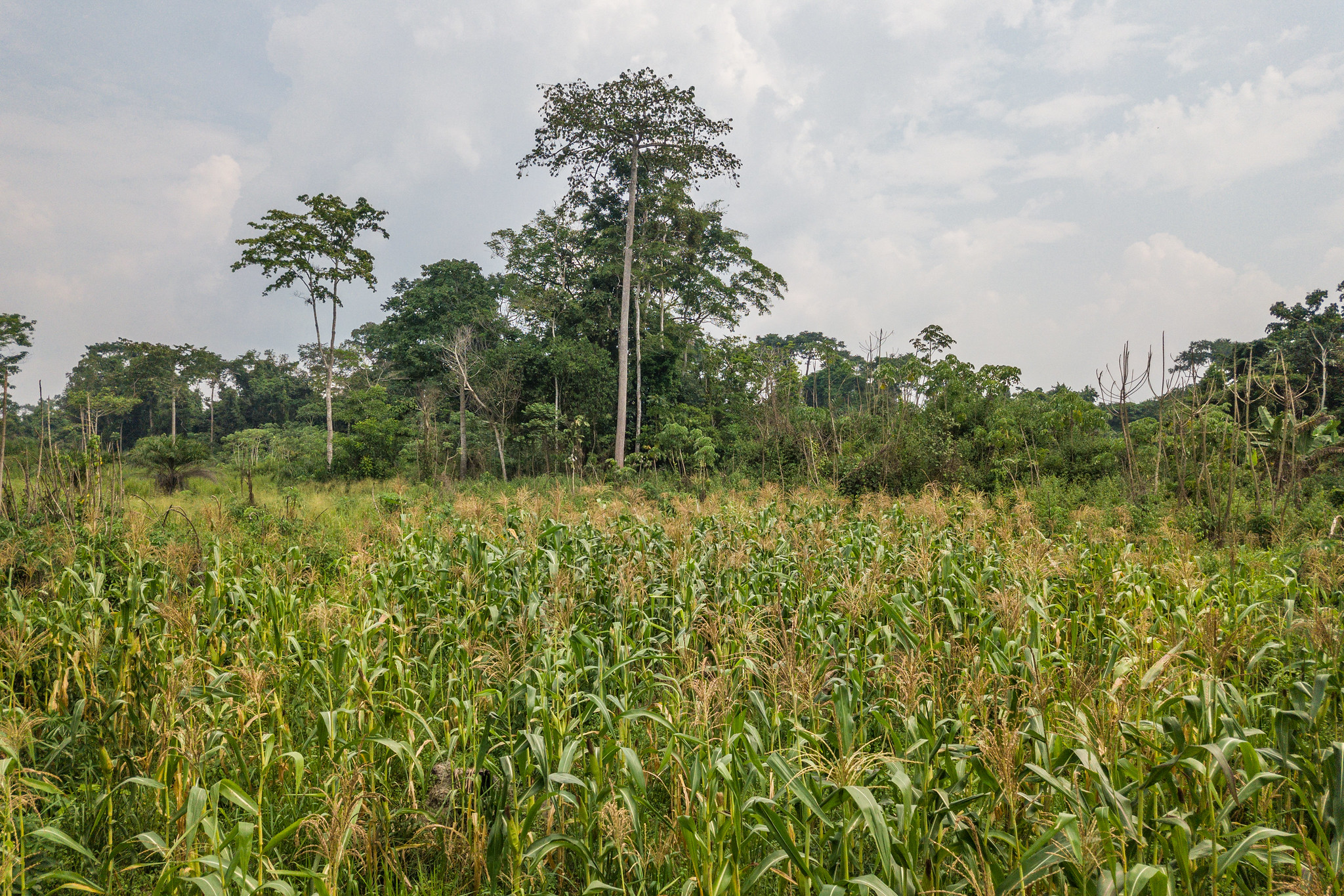Un champ de maïs près de Yangambi, en RDC. Image d’Axel Fassio/CIFOR via Flickr (CC BY-NC-ND 2.0).
