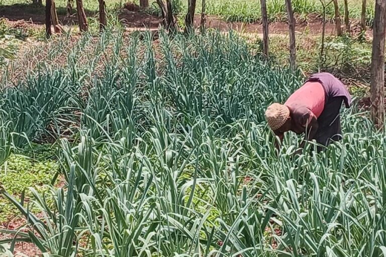 L’intégration de légumineuses dans les systèmes agricoles comme ici à Githunguri au centre du Kenya permet aux petits agriculteurs, qui disposent de peu de ressources, d’améliorer la santé et la résilience à long terme de leurs sols. Image fournie par Aimable Twahirwa.