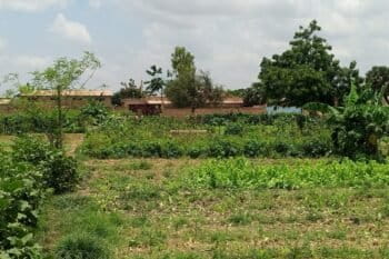 L’urbanisation accentue la disparition des légumes feuilles locales. Image de Hadepté Da pour Mongabay, prise sur un périmètre maraicher de la Ceinture verte de Ouagadougou, au Burkina Faso.