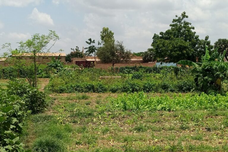 L’urbanisation accentue la disparition des légumes feuilles locales. Image de Hadepté Da pour Mongabay, prise sur un périmètre maraicher de la Ceinture verte de Ouagadougou, au Burkina Faso.