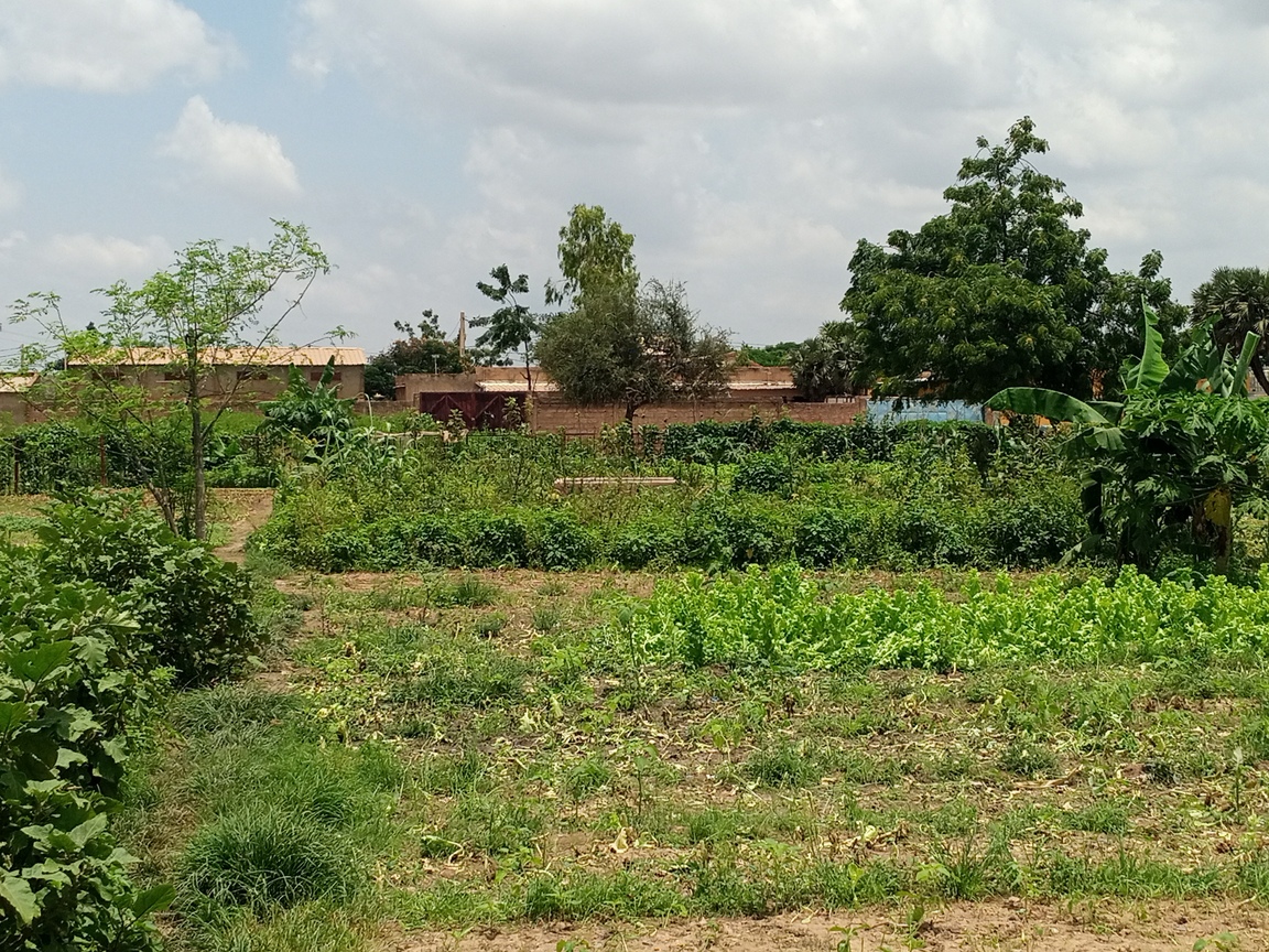 L’urbanisation accentue la disparition des légumes feuilles locales. Image de Hadepté Da pour Mongabay, prise sur un périmètre maraicher de la Ceinture verte de Ouagadougou, au Burkina Faso. 