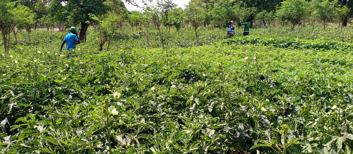 Selon l’étude sur l’impact de l'urbanisation sur l'utilisation et la conservation des espèces locales à légumes-feuilles au Burkina Faso, les femmes ont une meilleure connaissance des espèces de légumes feuilles locales que les hommes. Image de Hadepté Da pour Mongabay.