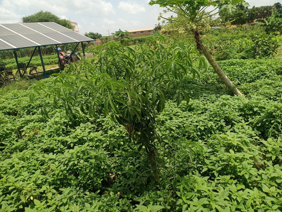 En milieu rural, les légumes feuilles locaux sont plus utilisés dans l’alimentation, surtout en période de soudure. Image de Hadepté Da pour Mongabay. 