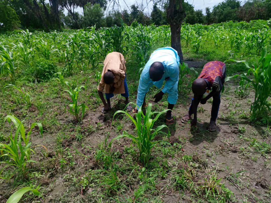 Jonas Deguesse, jeune cultivateur et ses enfants en train d’arracher à main nue les mauvaises herbes dans son champ de maïs. Image de Rimteta Ngarndinon pour Mongabay.