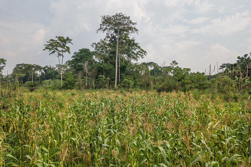 Un champ de maïs près de Yangambi, en RDC. Image d’Axel Fassio/CIFOR via Flickr (CC BY-NC-ND 2.0).