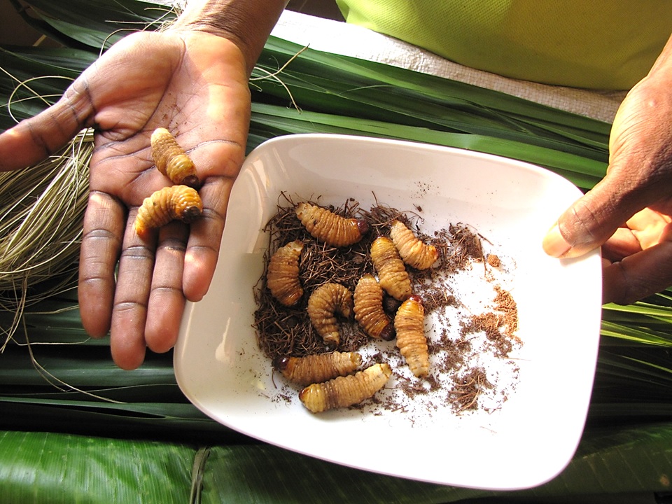 Larve comestible originaire d'Asie, récoltée sur un tronc de palmier à huile africain (Elaeis guineenisis) au Congo. Vendues à l'unité, ces larves d'insectes sont très appréciées en Afrique centrale pour leur apport élevé en protéines et en calories dans l'alimentation et la cuisine centrafricaines. Image de T.K. Naliaka via Wikimédia Commons (CC BY-SA 4.0).
