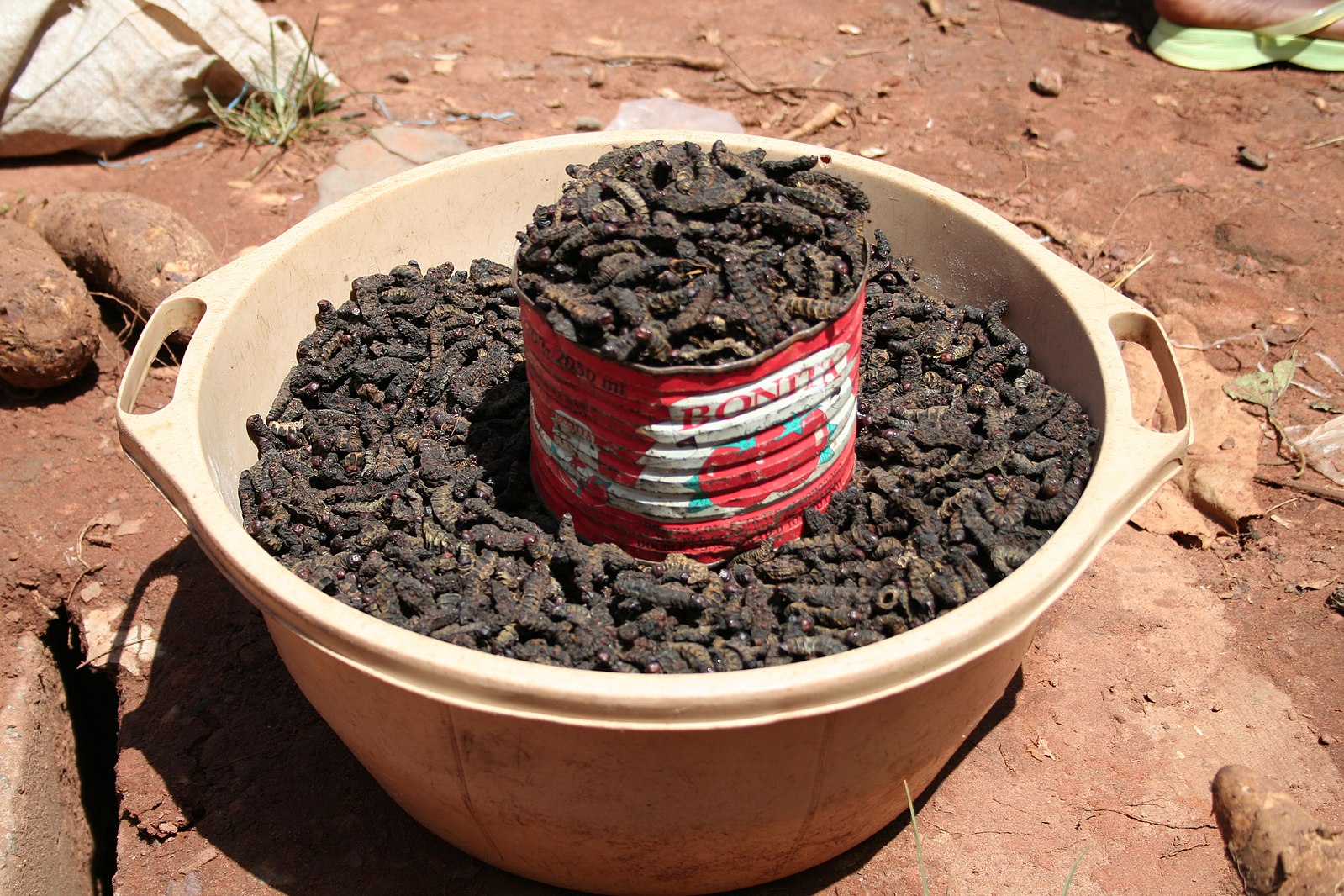 Chenilles (possiblement Cirina butyrospermi) sur le marché d'Orodara, Burkina Faso. Image de Marco Schmidt via Wikimédia Commons (CC BY-SA 2.5).