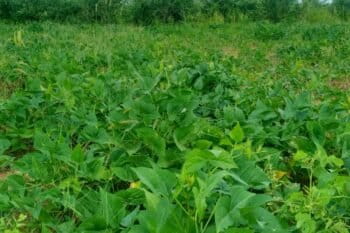 Un champ de niébé servant de fourrage pour l’alimentation du bétail à Malanville au Nord du Bénin. Image de Loukoumane Worou Tchehou pour Mongabay.