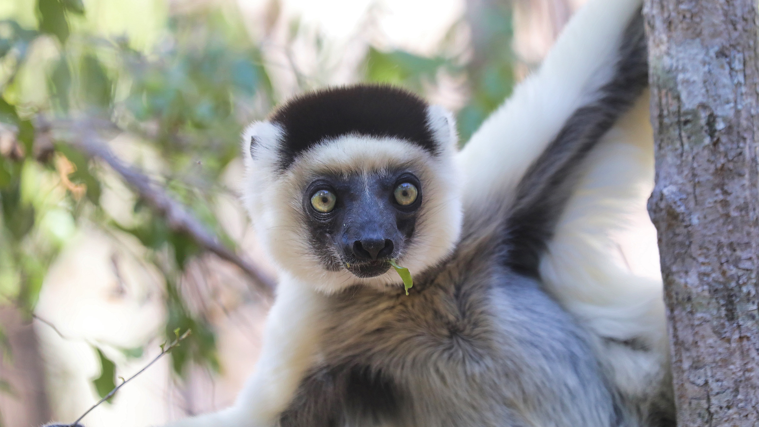 Un sifaka de Verreaux (Propithecus verreauxi) dans une forêt sèche à Madagascar. Image de Rhett A. Butler pour Mongabay.