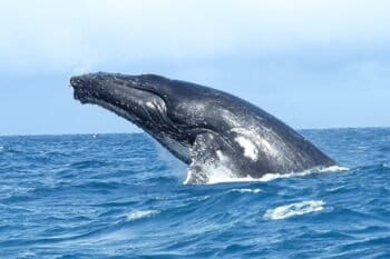 Une baleine dans les eaux de l'île Sainte-Marie, à Madagascar. Image de krishna naudin via Flickr (CC BY-SA 2.0).