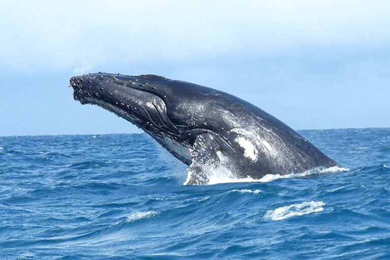 Une baleine dans les eaux de l'île Sainte-Marie, à Madagascar. Image de krishna naudin via Flickr (CC BY-SA 2.0).
