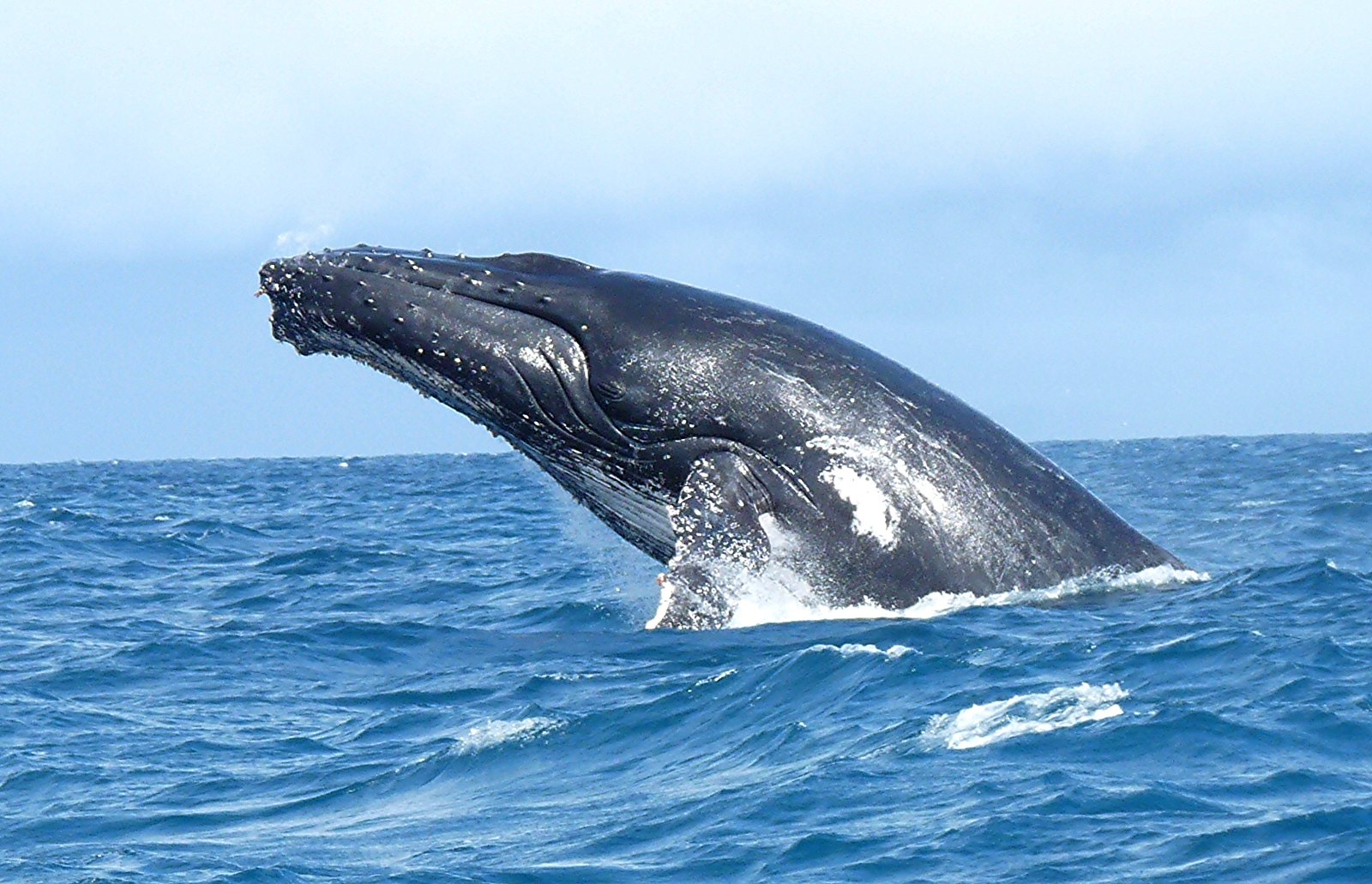 Une baleine dans les eaux de l'île Sainte-Marie, à Madagascar. Image de krishna naudin via Flickr (CC BY-SA 2.0).