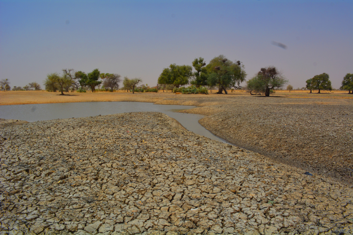 Sécheresse dans le nord de Yobe, État du nord du Nigeria. Image de Hajjare via Wikimédia Commons (CC BY-SA 4.0).