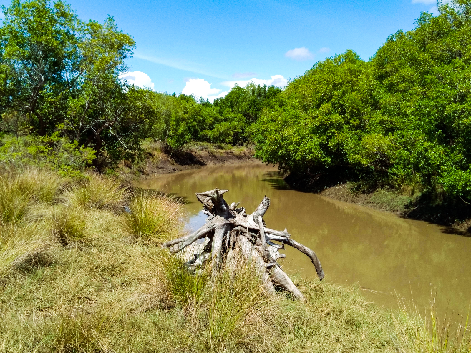 Un ruisseau dans le parc de Saadani en Tanzanie, flanqué de végétation de mangrove. Image de Richard Mortel from Riyadh, Saudi Arabia via Wikimédia Commons (CC BY-SA 4.0).