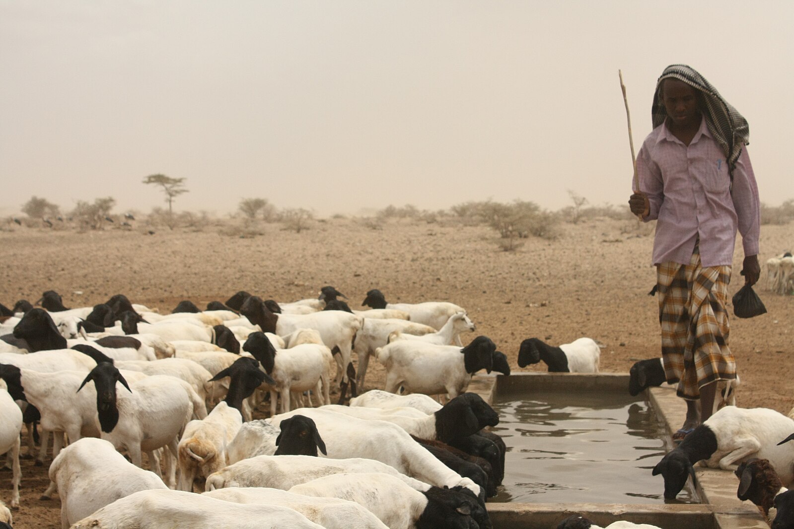 Des chèvres s'abreuvent à un forage financé par Oxfam dans le village de Dilmanyale. De nombreux habitants s'y installent pour profiter de cette source d'eau. Deux points d'eau sont prévus : un pour les humains et un pour les animaux. Cela permet d'éviter la propagation des maladies et de préserver la propreté de l'eau. Cependant, une fois que les animaux ont fini de boire, ils doivent parcourir plus de 10 km pour atteindre le pâturage. Image de Oxfam East Africa via Wikimédia Commons (CC BY 2.0).