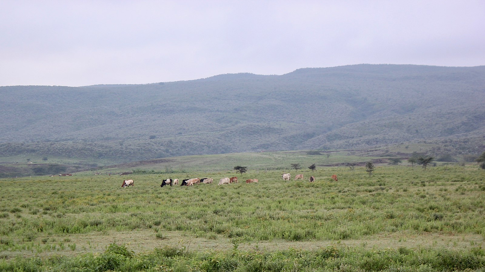 Autour du Masaï Mara. Comté de Nerok, au Kenya, juin 2018. Image de Kandukuru Nagarjun from Bangalore, India via Wikimédia Commons (CC BY 2.0).