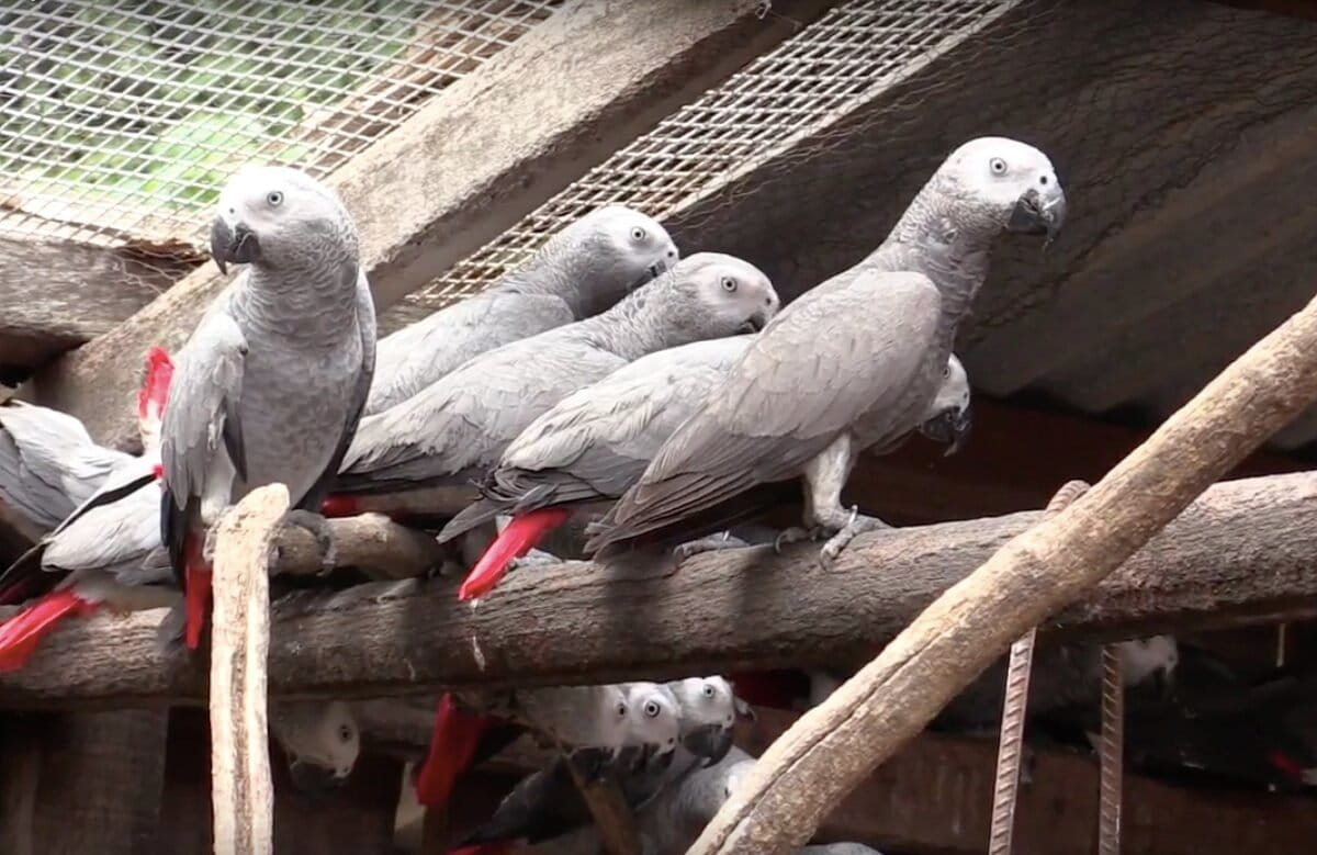 Des perroquets gris africains au centre de sauvetage en République du Congo. Image extraite d'une vidéo fournie par WCS.