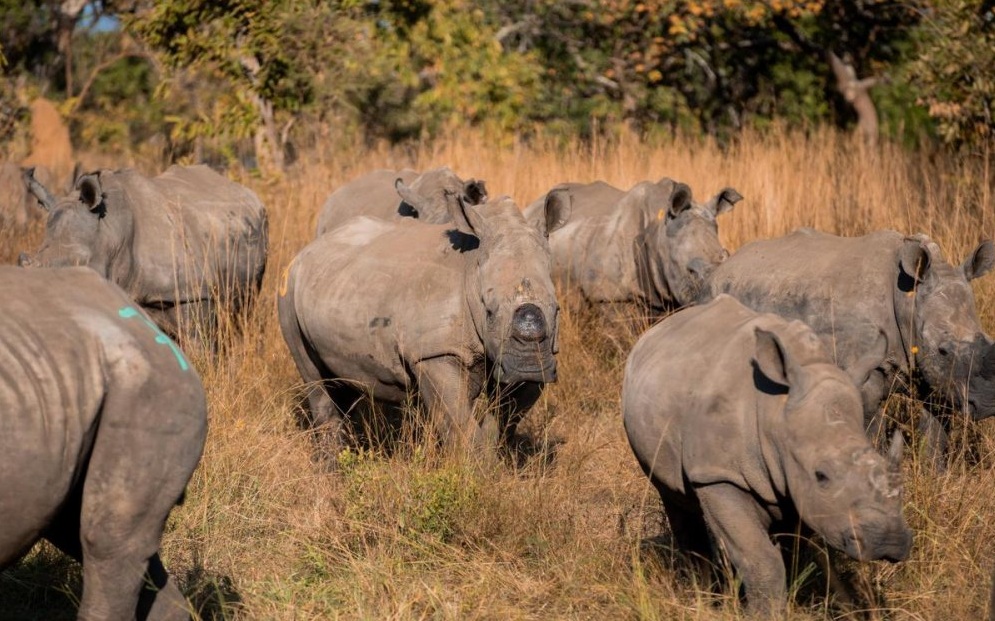 Le Rwanda a accueilli, en juin 2025, quelques 70 rhinocéros blancs de l’Afrique du sud dans le Parc national de l'Akagera, marquant ainsi la plus grande relocalisation de rhinocéros jamais réalisée dans le pays. Image par Aimable Twahirwa pour Mongabay.