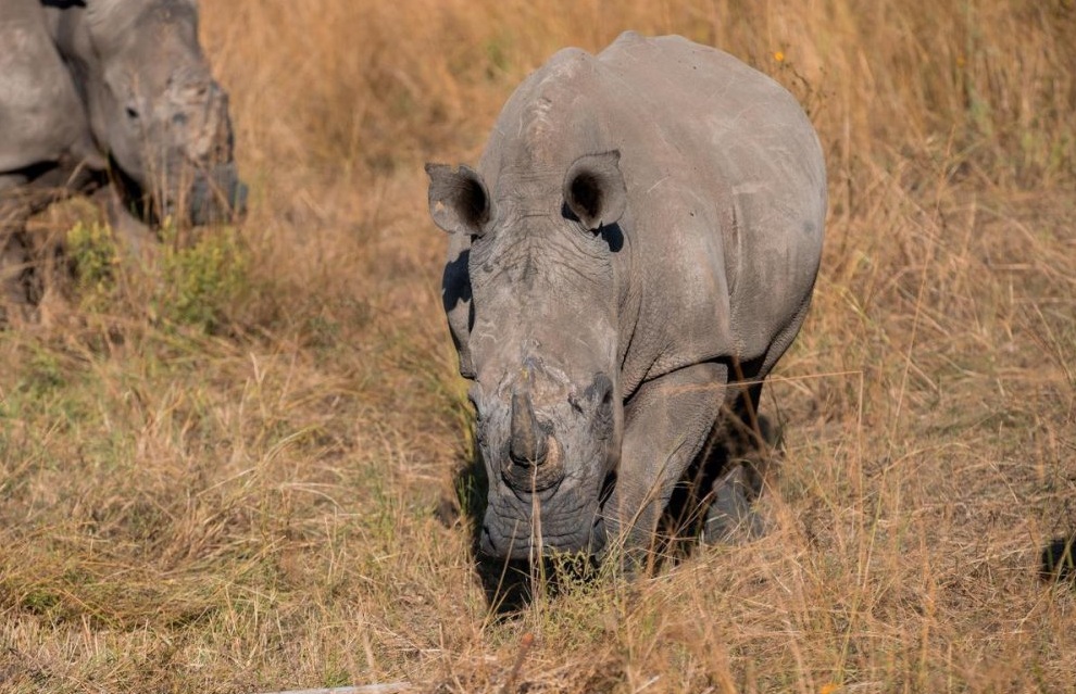 Un plan envisagé pour accroître la population de rhinocéros dans le Parc national de l'Akagera a été annoncé au mois de mai 2025. Image par Aimable Twahirwa pour Mongabay.