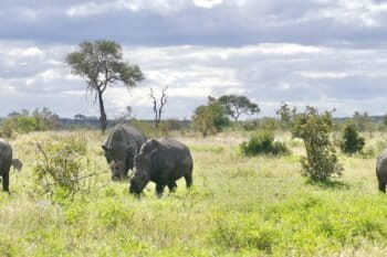 Selon l’Union internationale pour la conservation de la nature (IUCN), la population de rhinocéros en Afrique continue d’augmenter malgré le braconnage. Image de Bernard DUPONT via Wikimédia Commons (CC BY-SA 2.0).