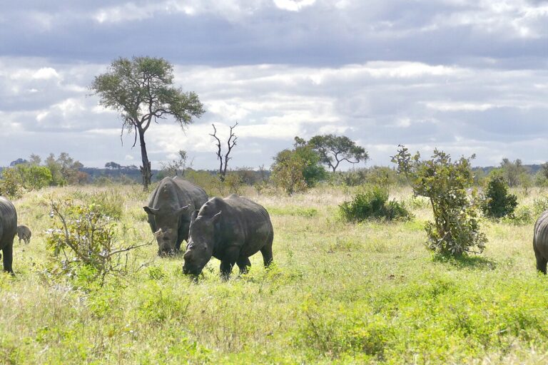Selon l’Union internationale pour la conservation de la nature (IUCN), la population de rhinocéros en Afrique continue d’augmenter malgré le braconnage. Image de Bernard DUPONT via Wikimédia Commons (CC BY-SA 2.0).