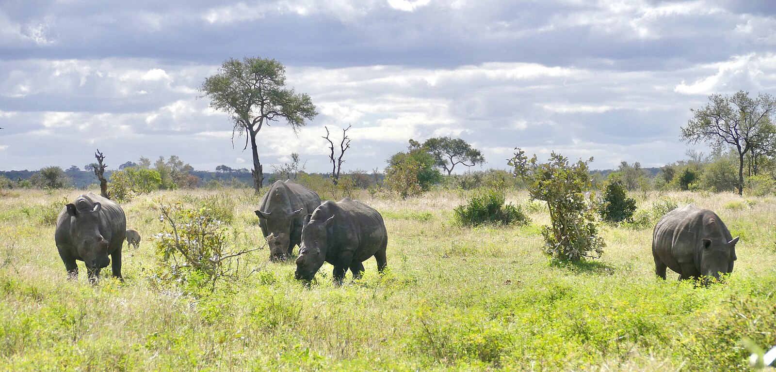 Selon l’Union internationale pour la conservation de la nature (IUCN), la population de rhinocéros en Afrique continue d’augmenter malgré le braconnage. Image de Bernard DUPONT via Wikimédia Commons (CC BY-SA 2.0).