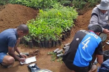 Inoculation des jeunes plantes par la mycorhization à Madagascar. Image de PLAE fournie par Rivonala Razafison.