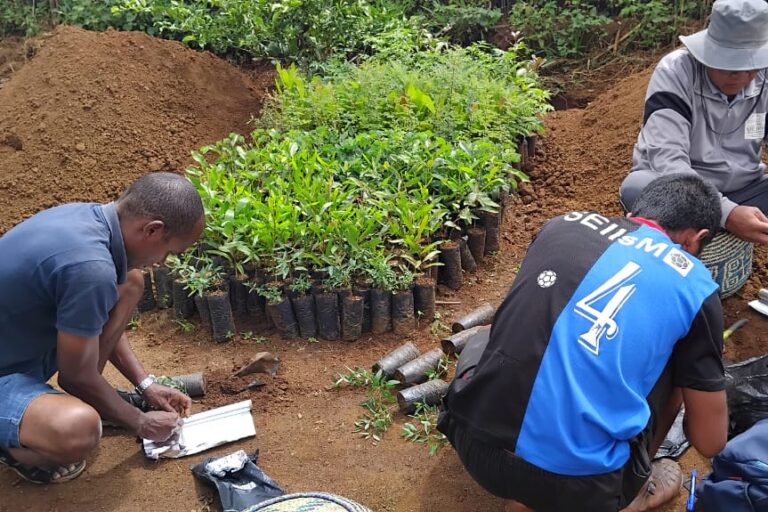 Inoculation des jeunes plantes par la mycorhization à Madagascar. Image de PLAE fournie par Rivonala Razafison.