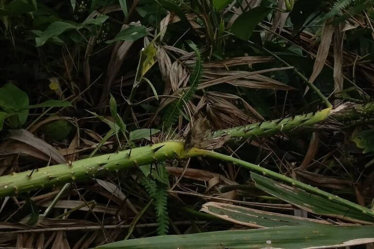 Il est aujourd’hui difficile de trouver un pied adulte de rotin au Bénin. Image de Fulbert Adjimehossou pour Mongabay.