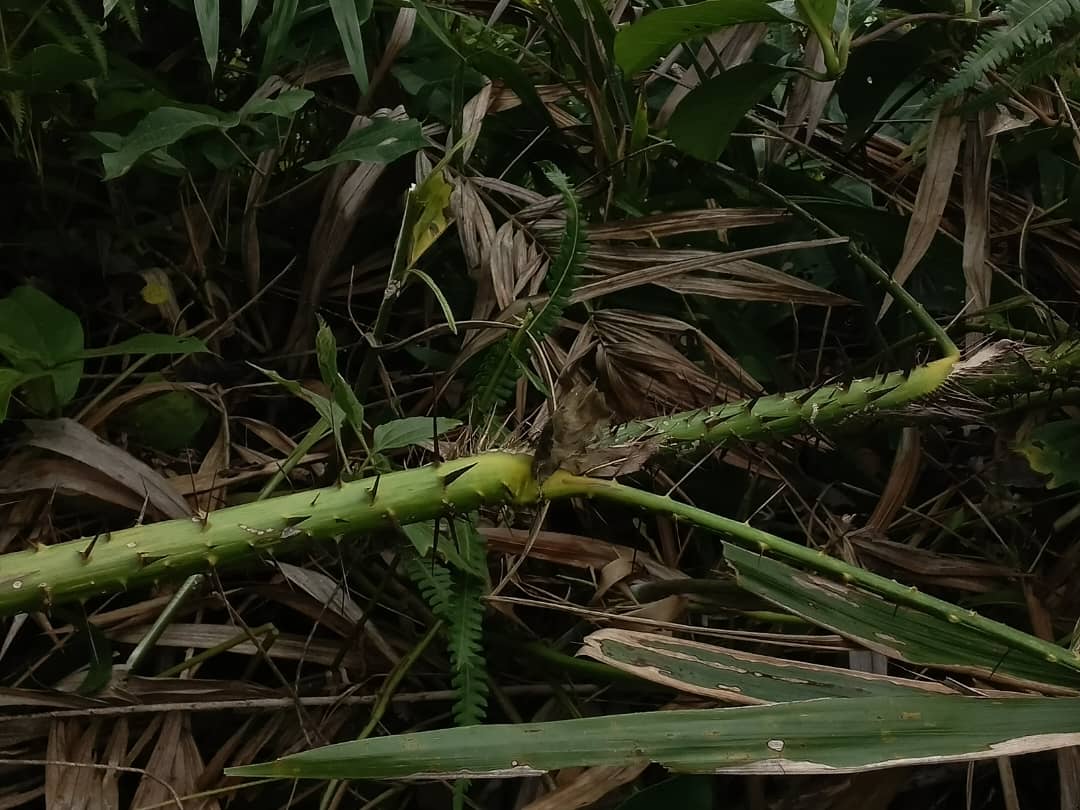 Il est aujourd’hui difficile de trouver un pied adulte de rotin au Bénin. Image de Fulbert Adjimehossou pour Mongabay.