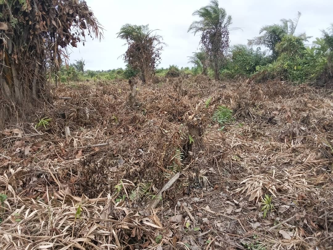Une parcelle de rotin défrichée au profit de la production agricole. Image de Fulbert Adjimehossou pour Mongabay.