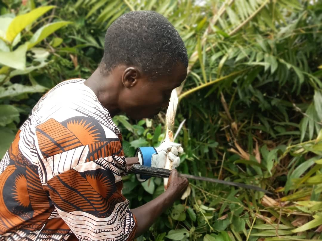 Un collecteur de rotin à Mèdédjonou, dans la commune d’Adjara au Bénin. Image de Fulbert Adjimehossou pour Mongabay.